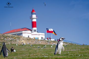 puerto natales tour operators