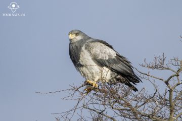 Birdwatching tour in Puerto Natales
